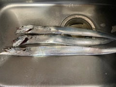 タチウオの釣果