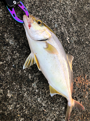 ショゴの釣果