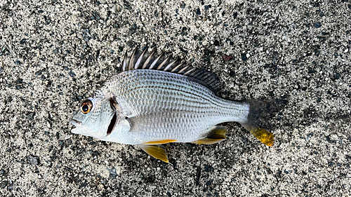 キビレの釣果