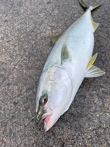 イナダの釣果