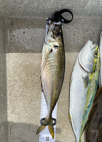 イナダの釣果