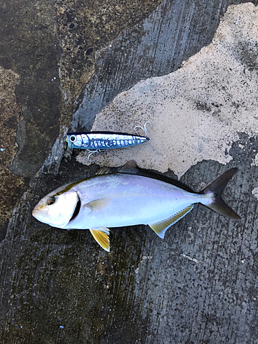 ショゴの釣果