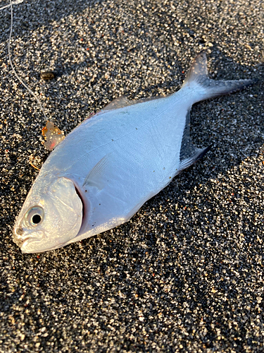 釣果