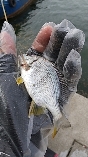 チャリコの釣果