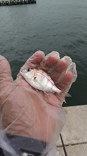 チャリコの釣果