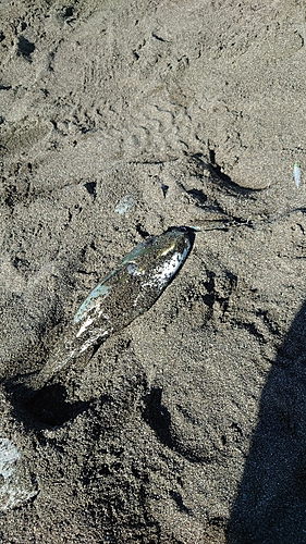 シロサバフグの釣果