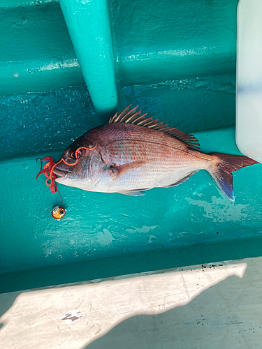 マダイの釣果