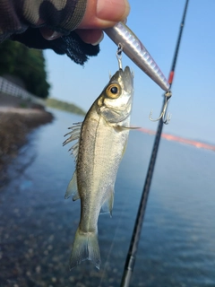 セイゴ（マルスズキ）の釣果