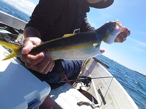 ワカシの釣果