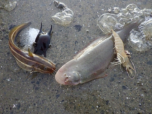 サッパの釣果