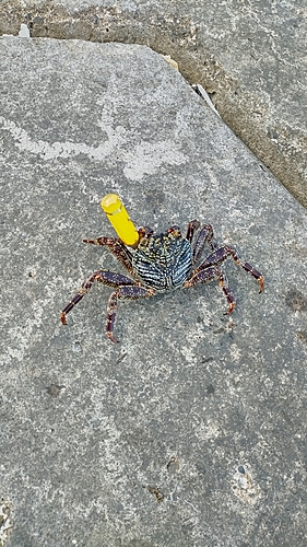 カニの釣果