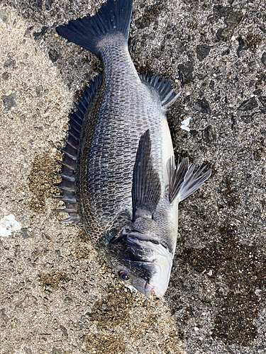 チヌの釣果