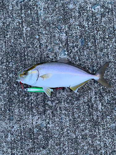 ショゴの釣果