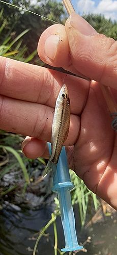 クチボソの釣果