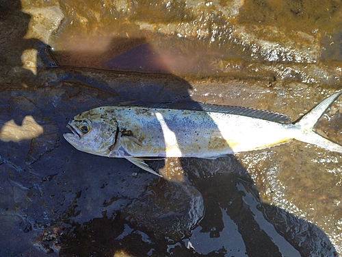 シイラの釣果