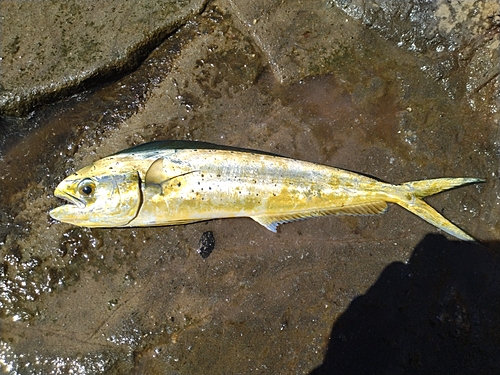 シイラの釣果