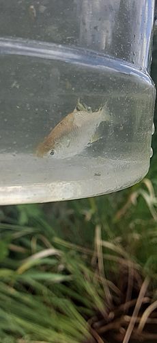 タイリクバラタナゴの釣果