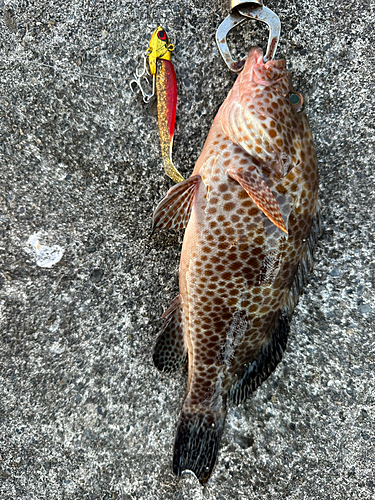 オオモンハタの釣果