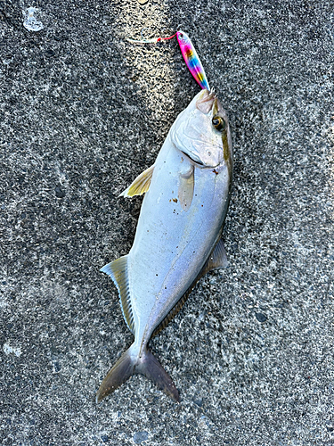 ショゴの釣果