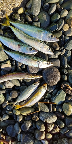 カマスの釣果