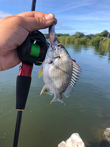 キビレの釣果