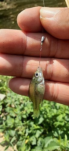 ブルーギルの釣果