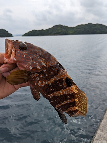 釣果