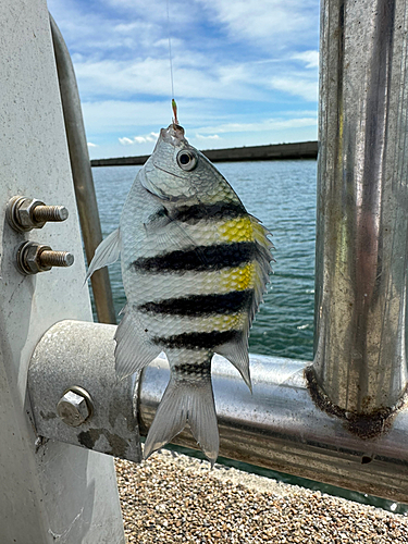 オヤビッチャの釣果