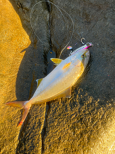 ショゴの釣果