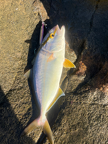 ショゴの釣果