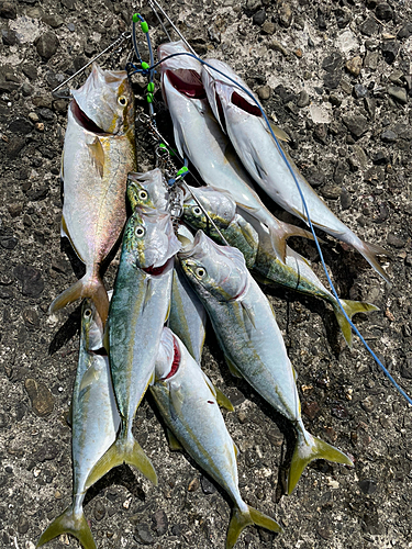 ツバスの釣果