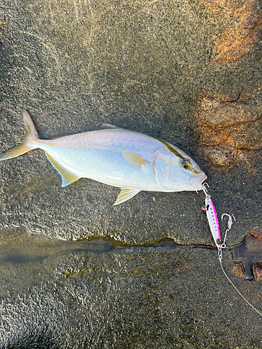 ショゴの釣果