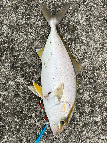 ショゴの釣果