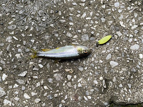カワムツの釣果