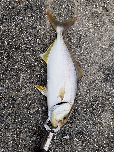 ネリゴの釣果