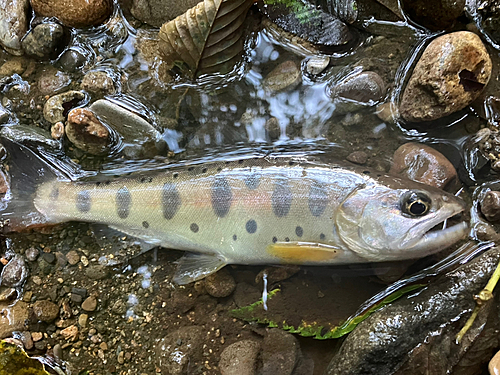 ヤマメの釣果