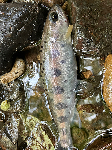 ヤマメの釣果