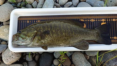 スモールマウスバスの釣果