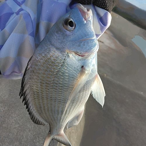 オキナワキチヌの釣果