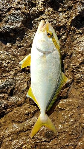 ショゴの釣果