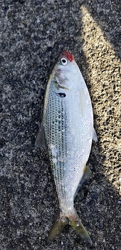 コノシロの釣果