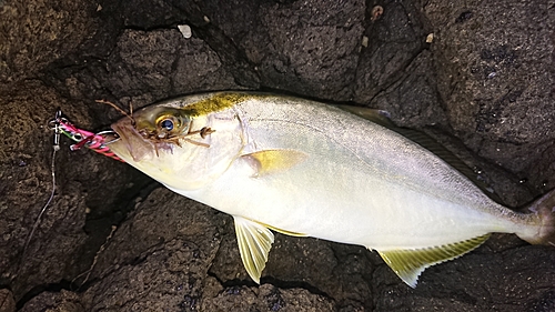 カンパチの釣果