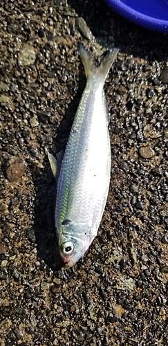 カタボシイワシの釣果