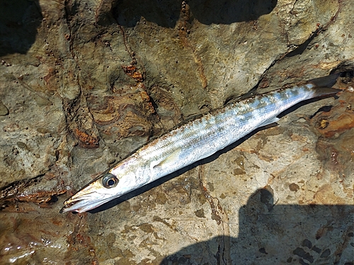 カマスの釣果