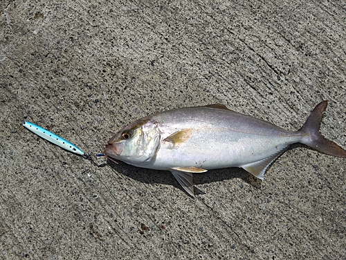 カンパチの釣果