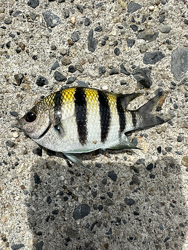 オヤビッチャの釣果