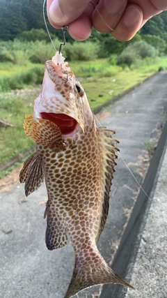 オオモンハタの釣果