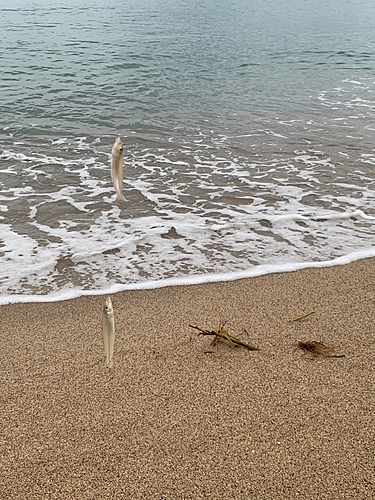 ショゴの釣果