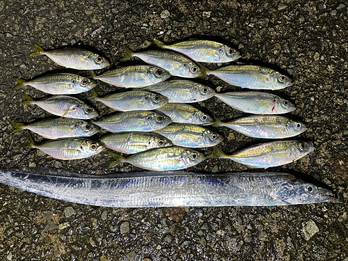 アジの釣果