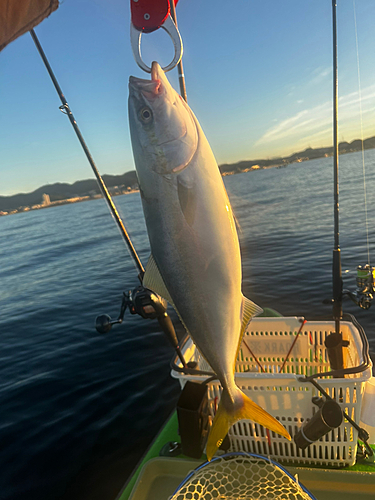 イナダの釣果